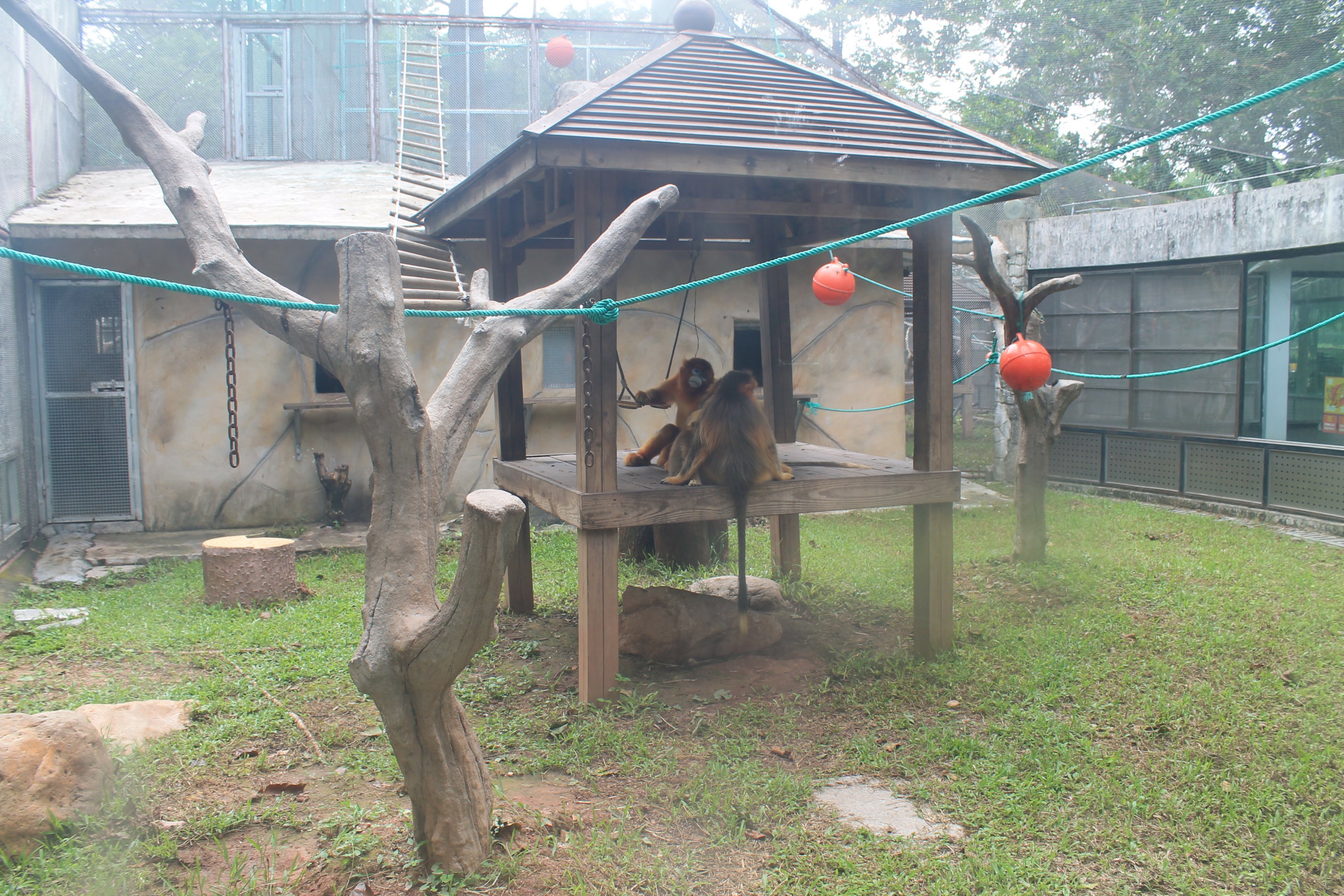 Cage for Golden Snubnose Monkeys (Rhinopithecus roxellana)