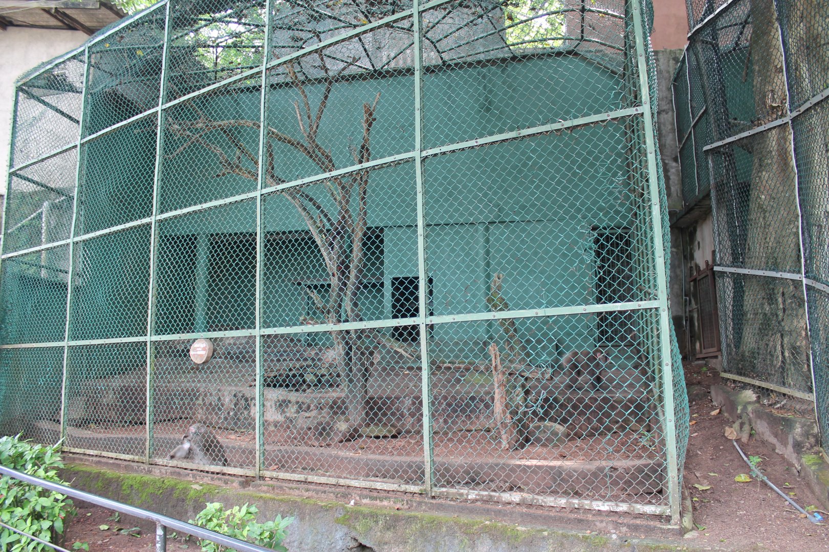 cage for Hamadryas Baboons (Papio hamadryas)