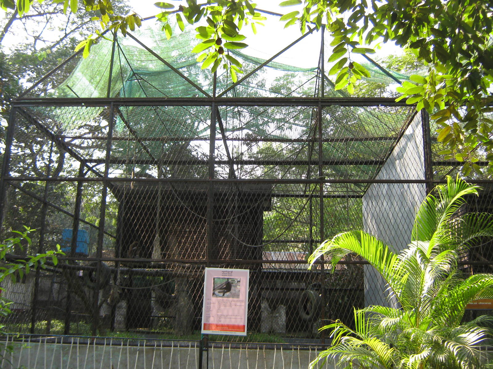 cage for Hoolock Gibbons (Hoolock hoolock)