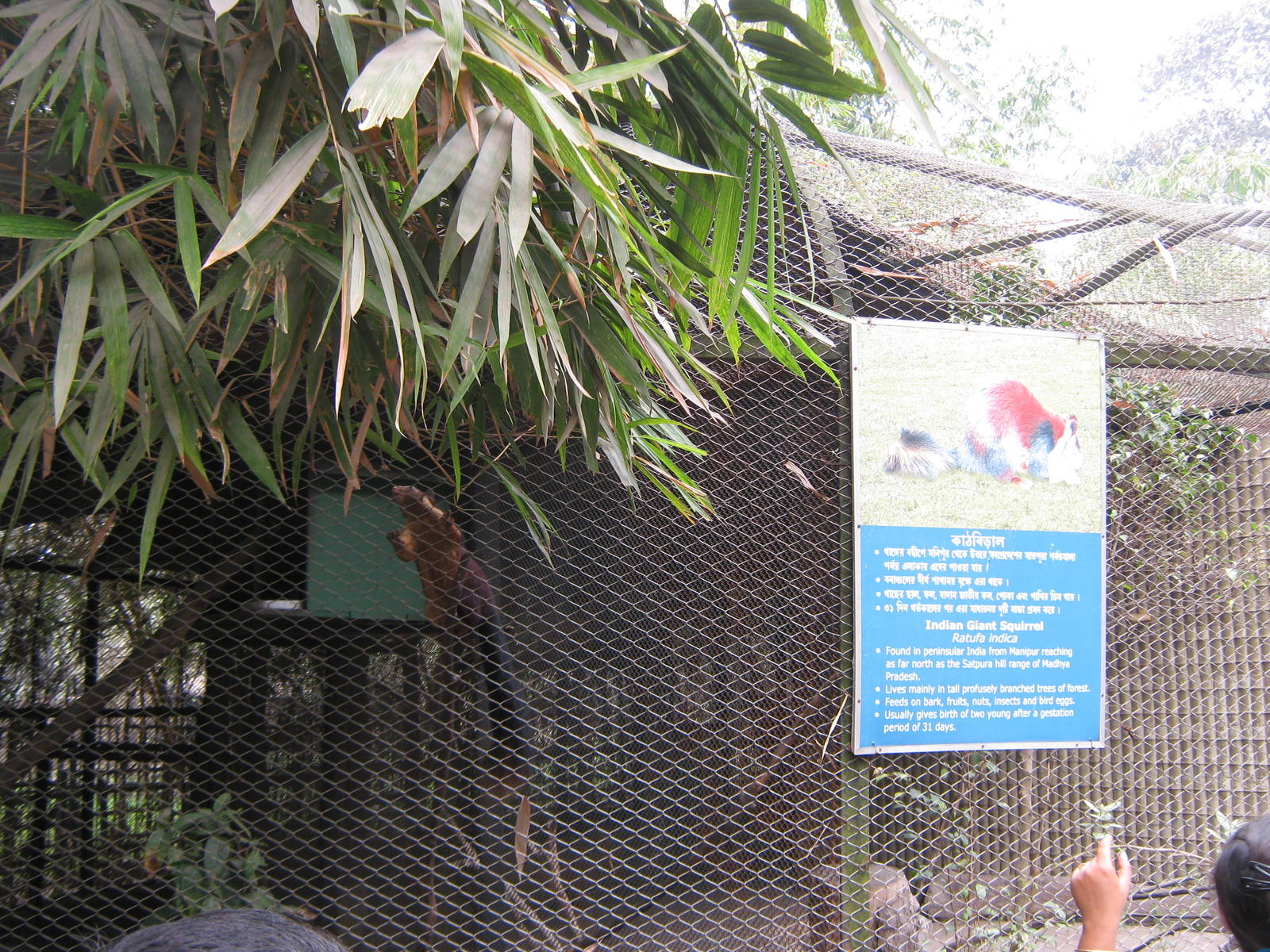 cage for Indian giant squirrel (Ratufa indica)