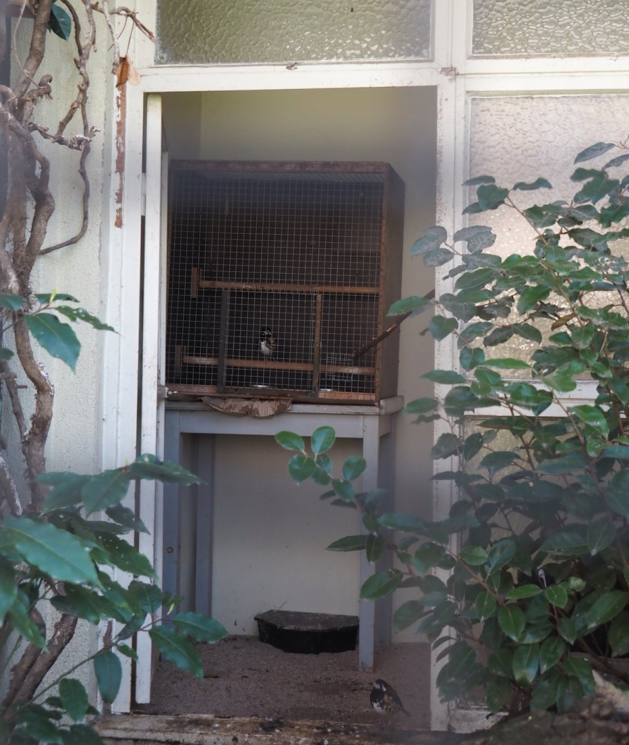 Cage for introduction in the chestnut-backed ground thrush aviary, 2025-03-16