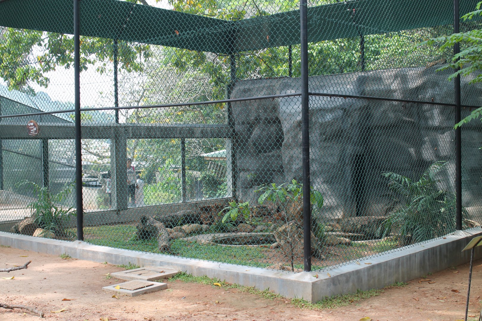 cage for Jungle Cat (Felis chaus)