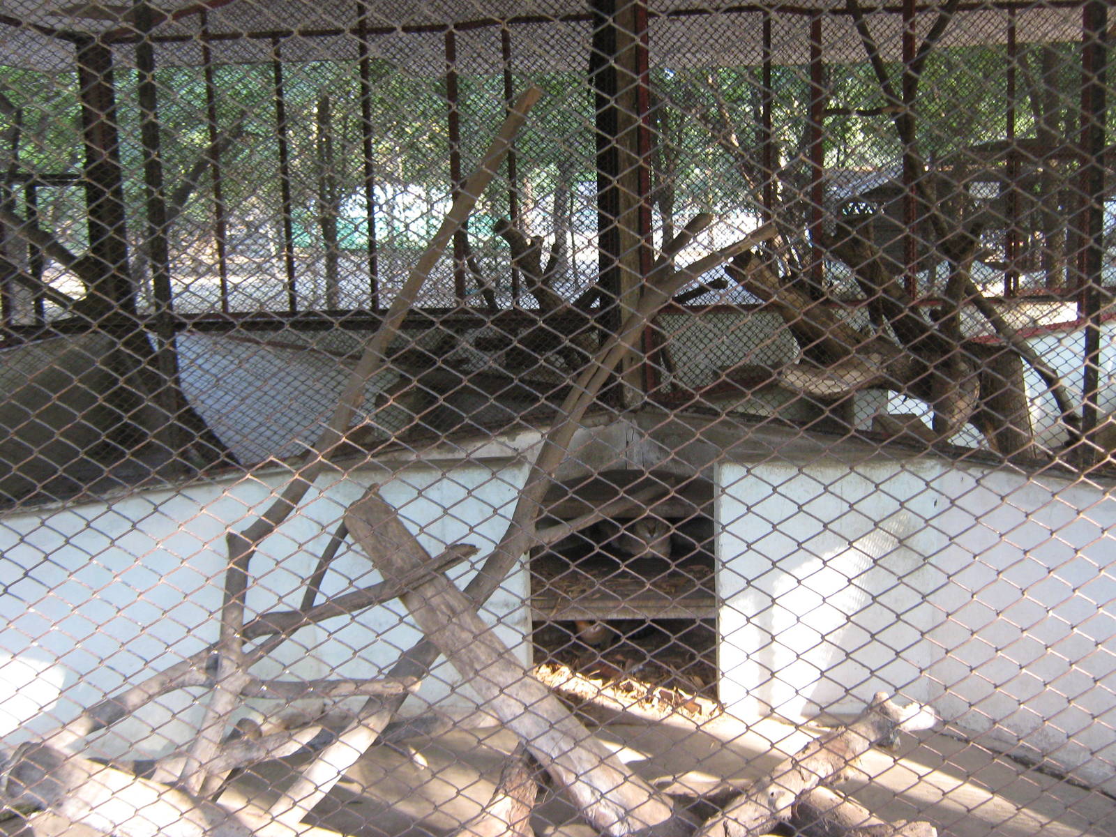 cage for Jungle Cats (Felis chaus)