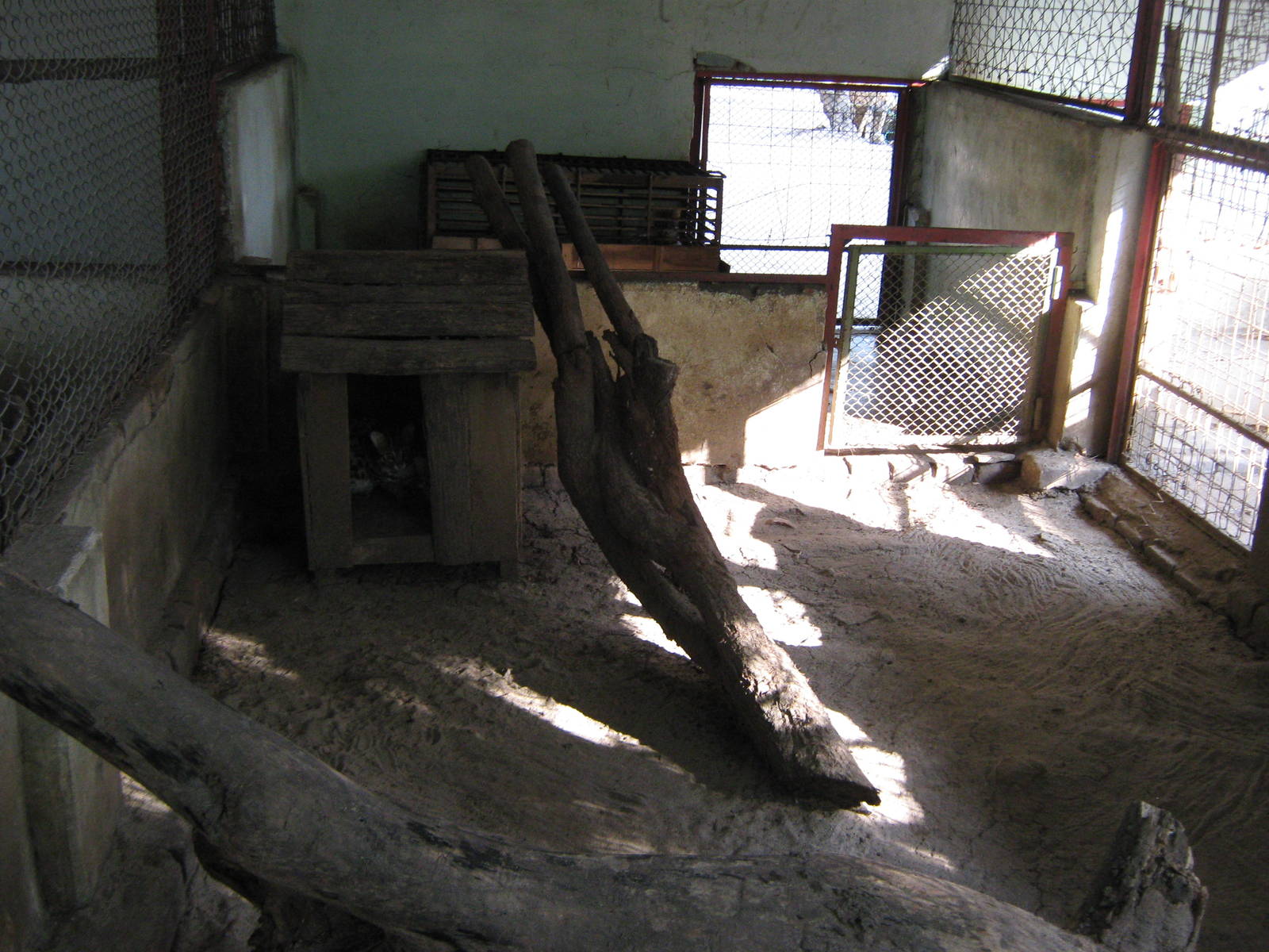 cage for Leopard Cat (Prionailurus bengalensis)