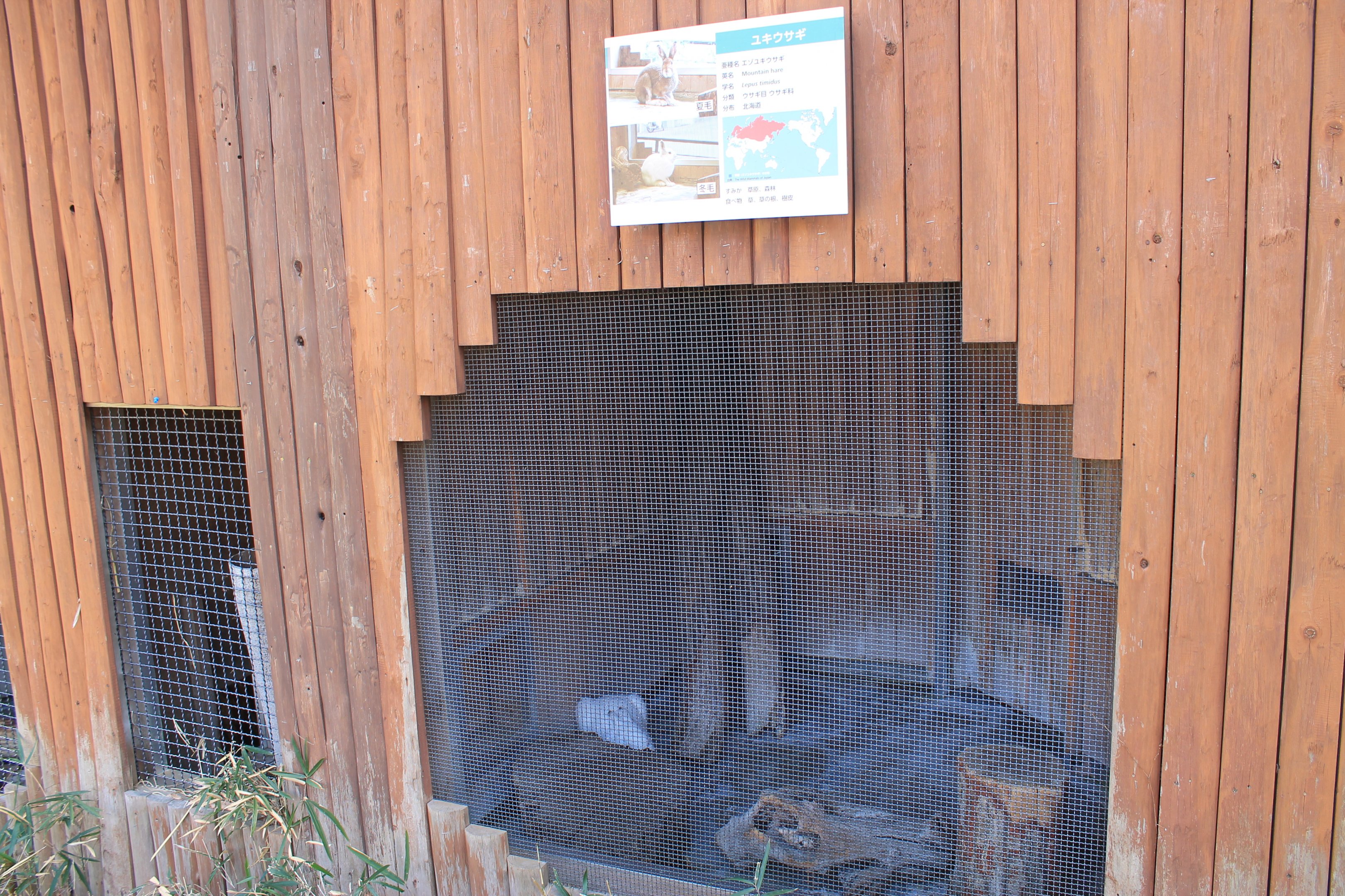 cage for Mountain Hare (Lepus timidus)