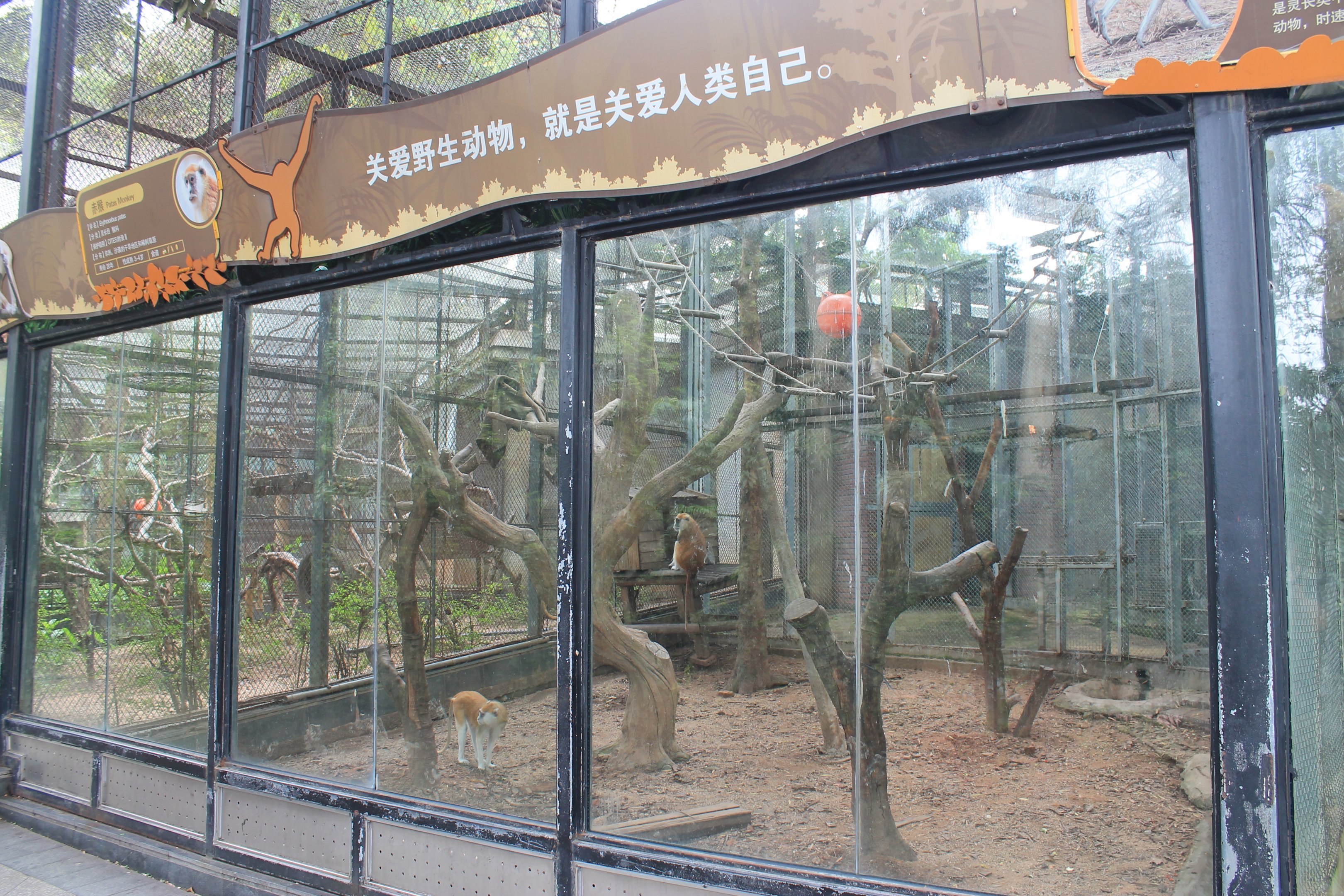 Cage for Patas Monkeys (Erythrocebus patas)