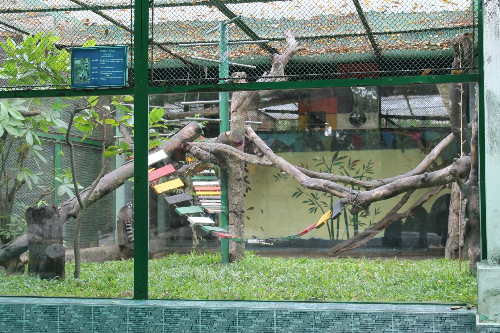 cage for Ring-tailed Lemurs
