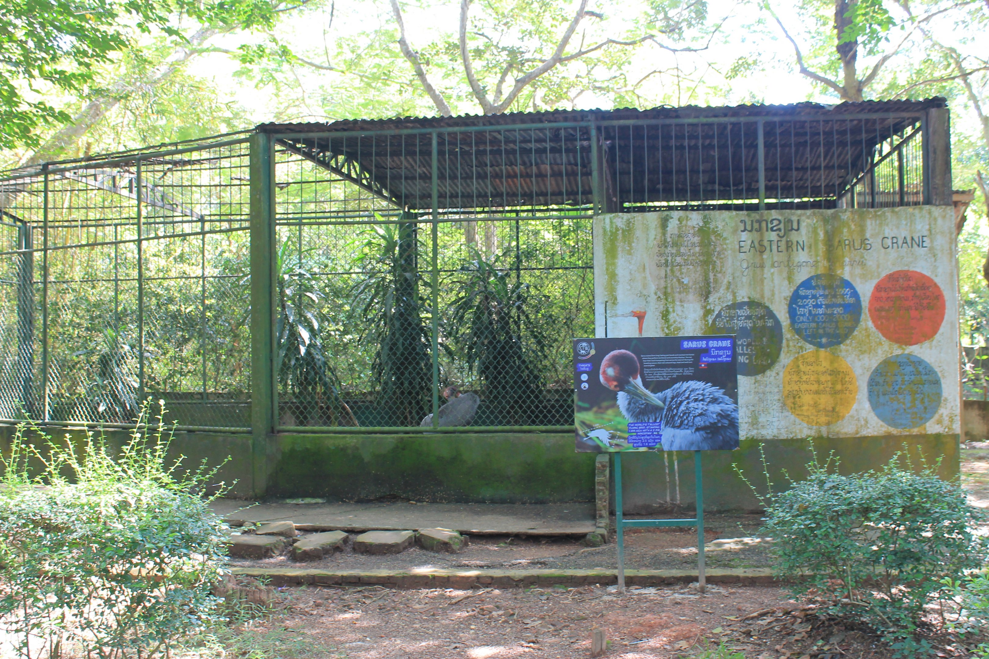 cage for Sarus Crane