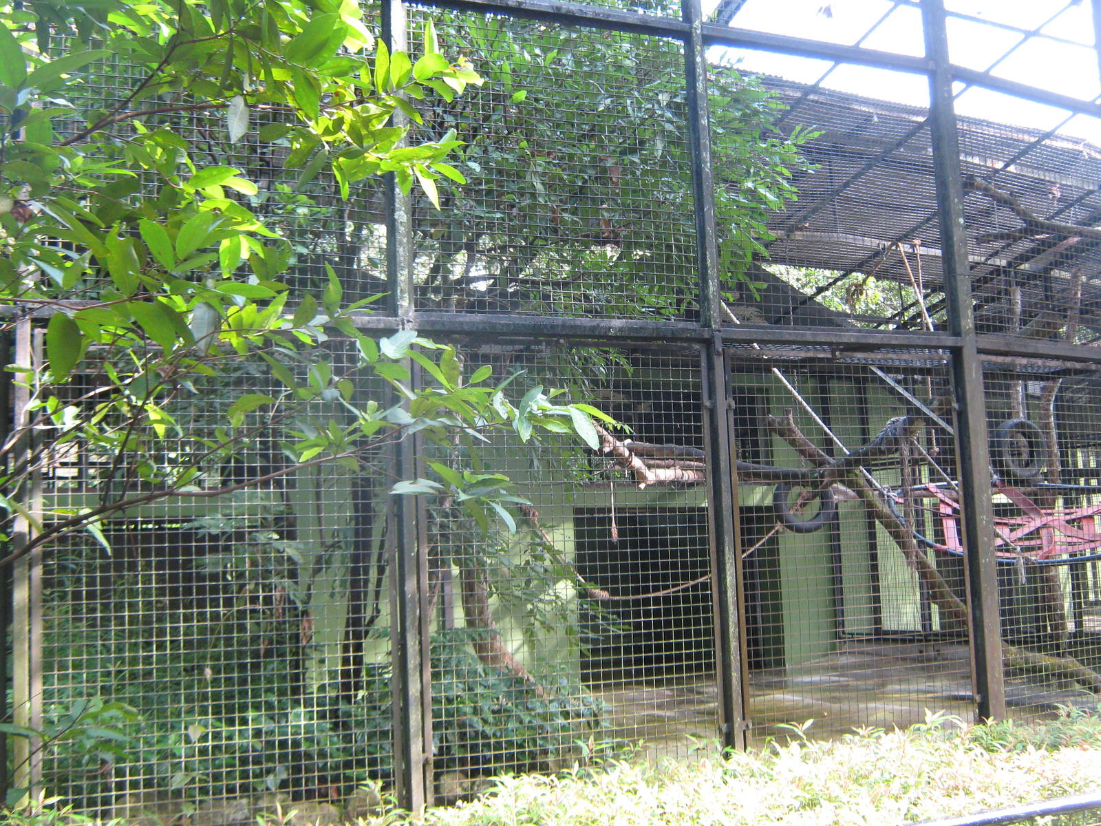 cage for siamang (Symphalangus syndactylus)