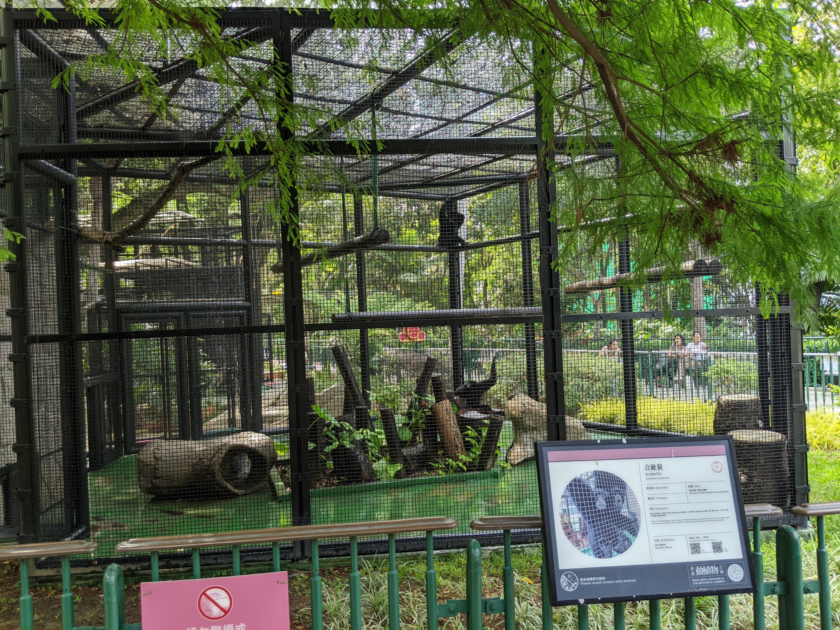 Cage for Siamang (Symphalangus syndactylus)