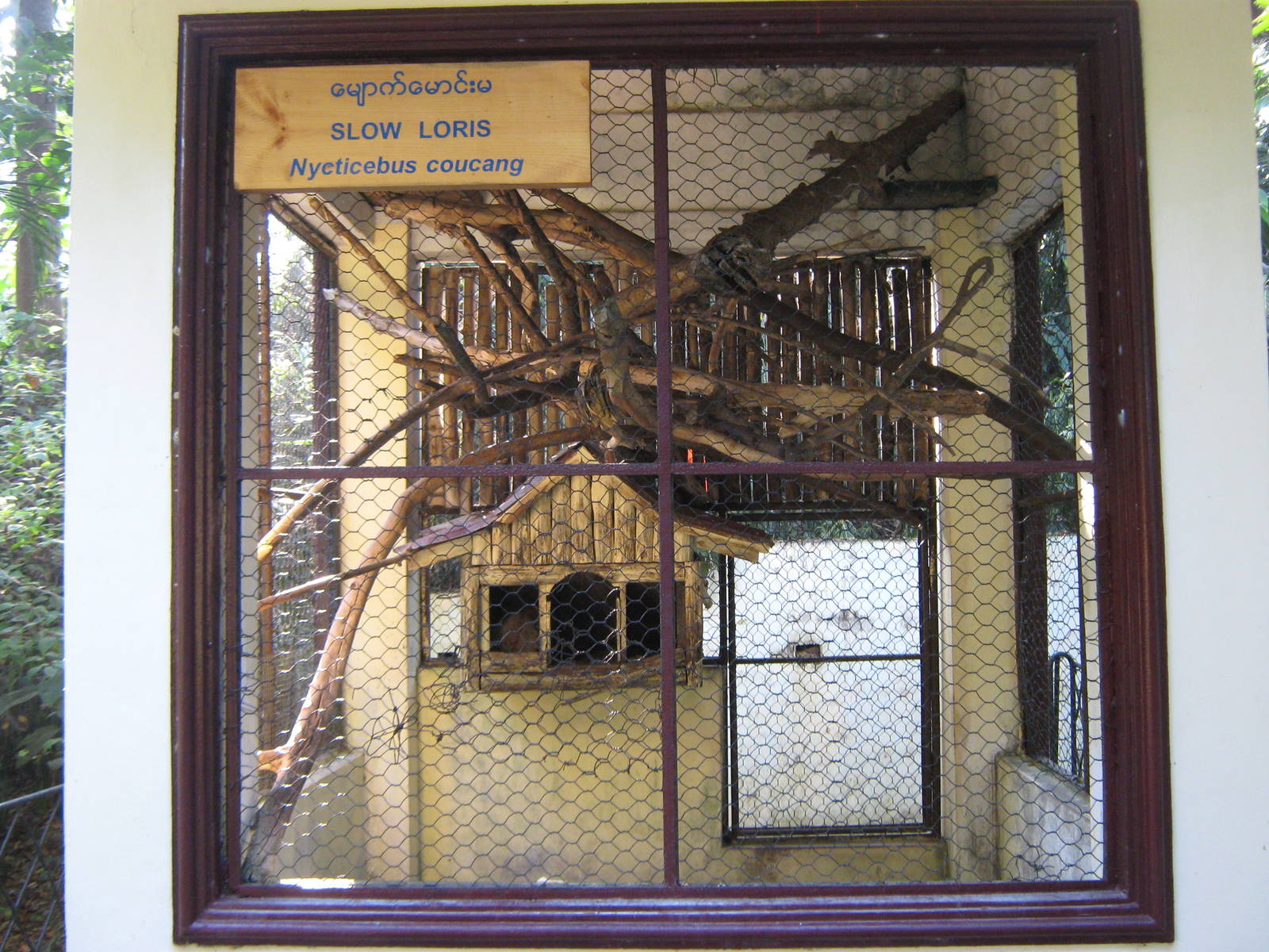 cage for Slow Loris (Nycticebus bengalensis)