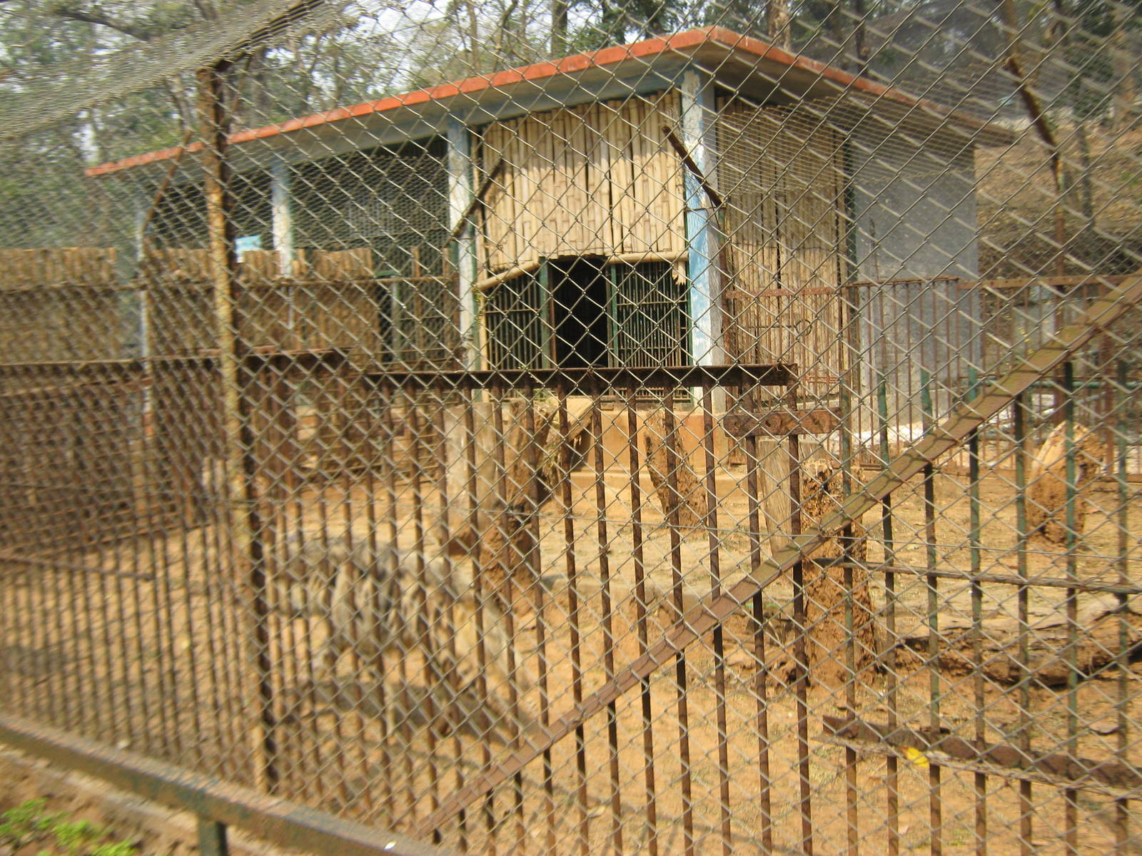 cage for striped hyaena