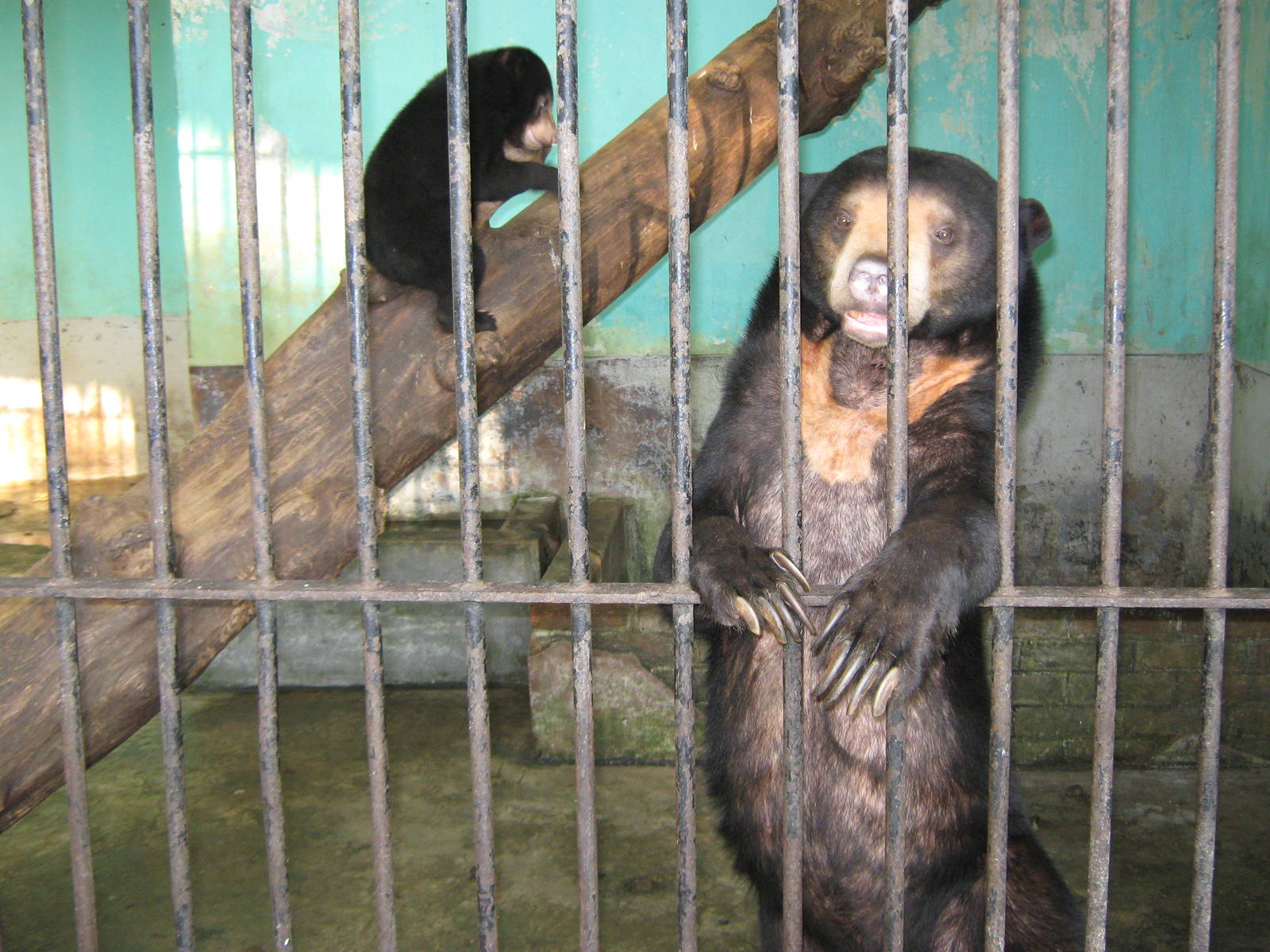 cage for Sun Bears (Helarctos malayanus)