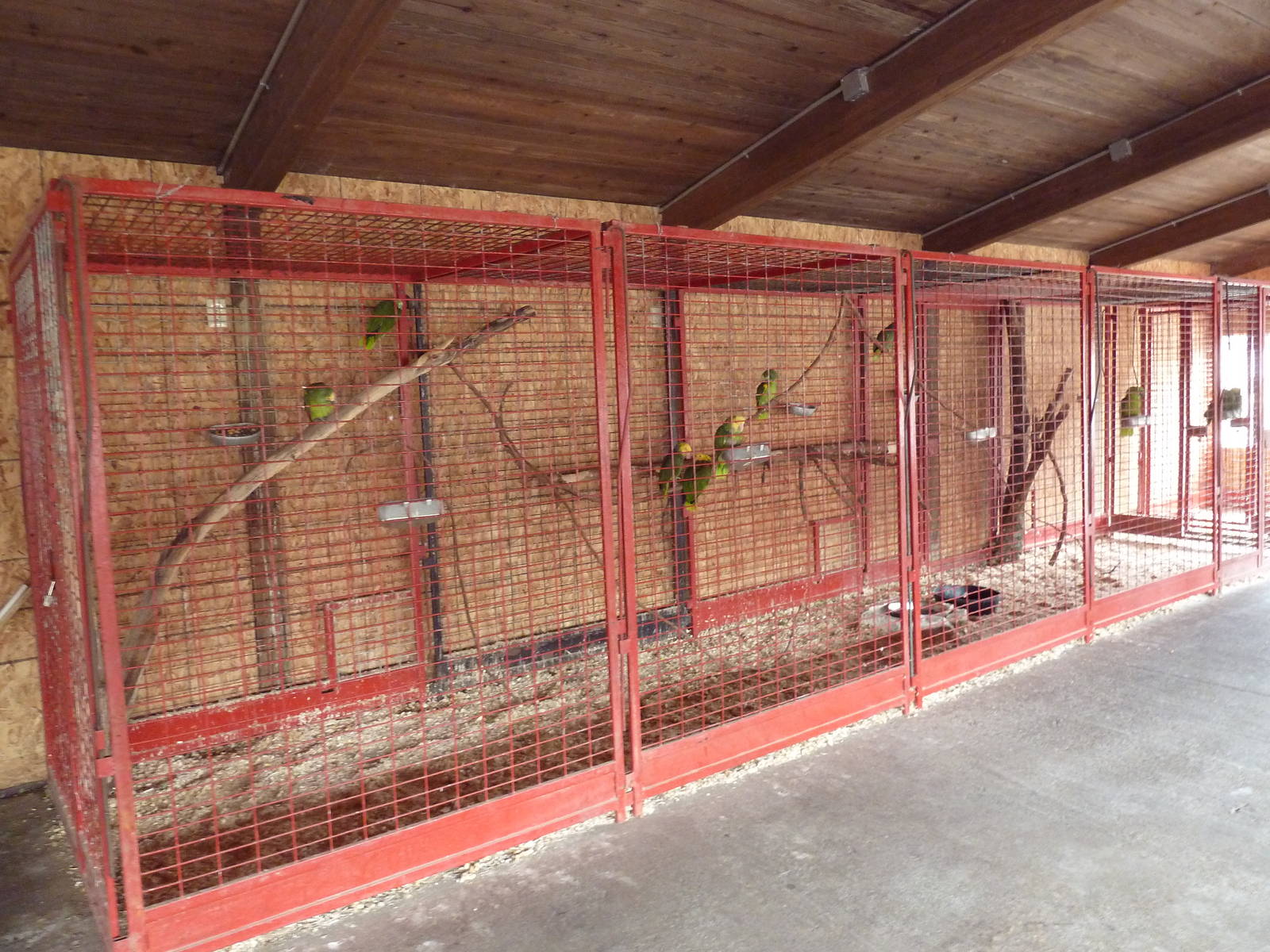 Cage (for various parrots)