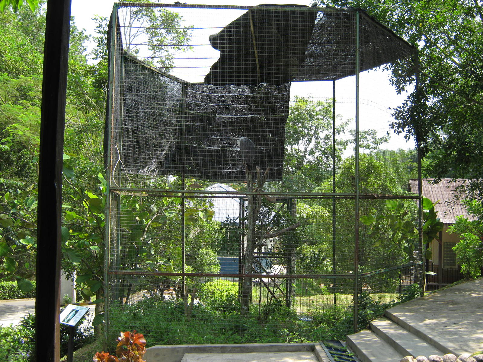 cage for white-bellied sea eagle (Haliaeetus leucogaster)