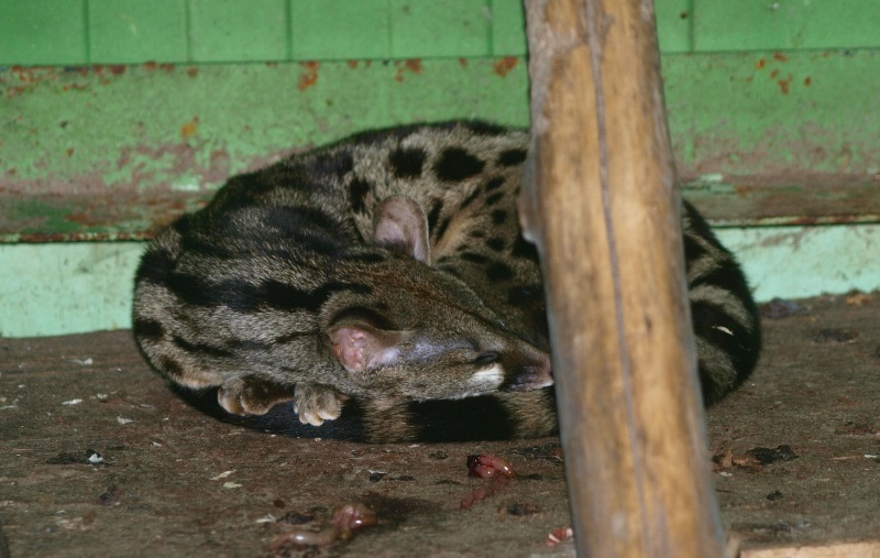 Cage genet (April 19th, 2015)