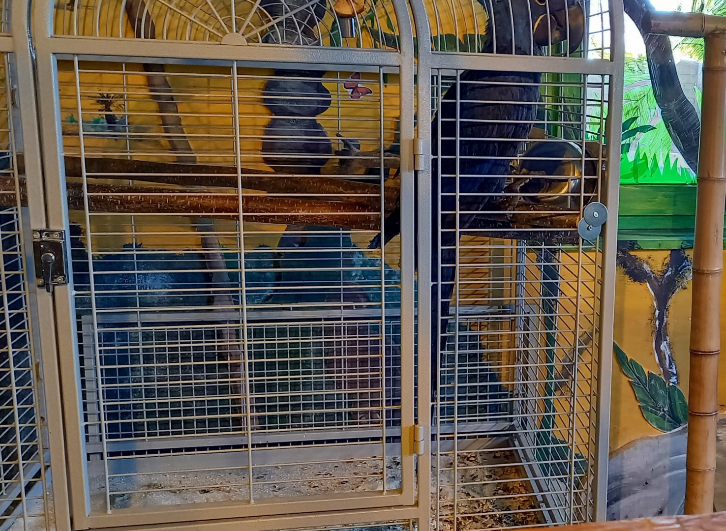 Cage Hyacinth macaw