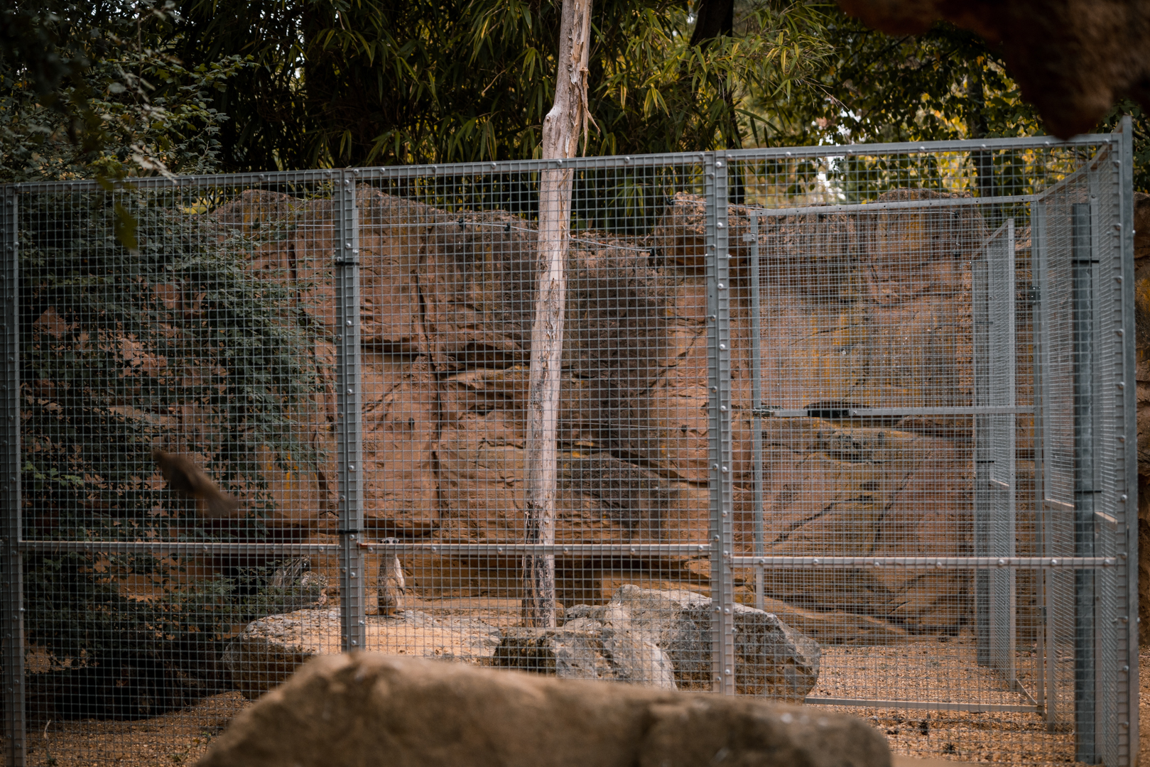Cage inside the meerkat enclosure