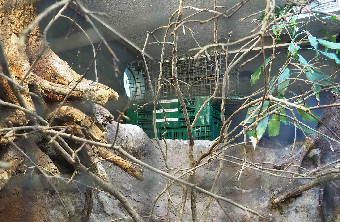 Cage next to connection between eastern superb fruit dove and chestnut-backed ground-thrush aviaries - Birds getting used to each other?