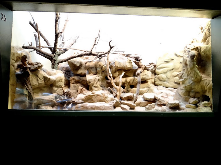 Cage of Ctenodactylus gundi