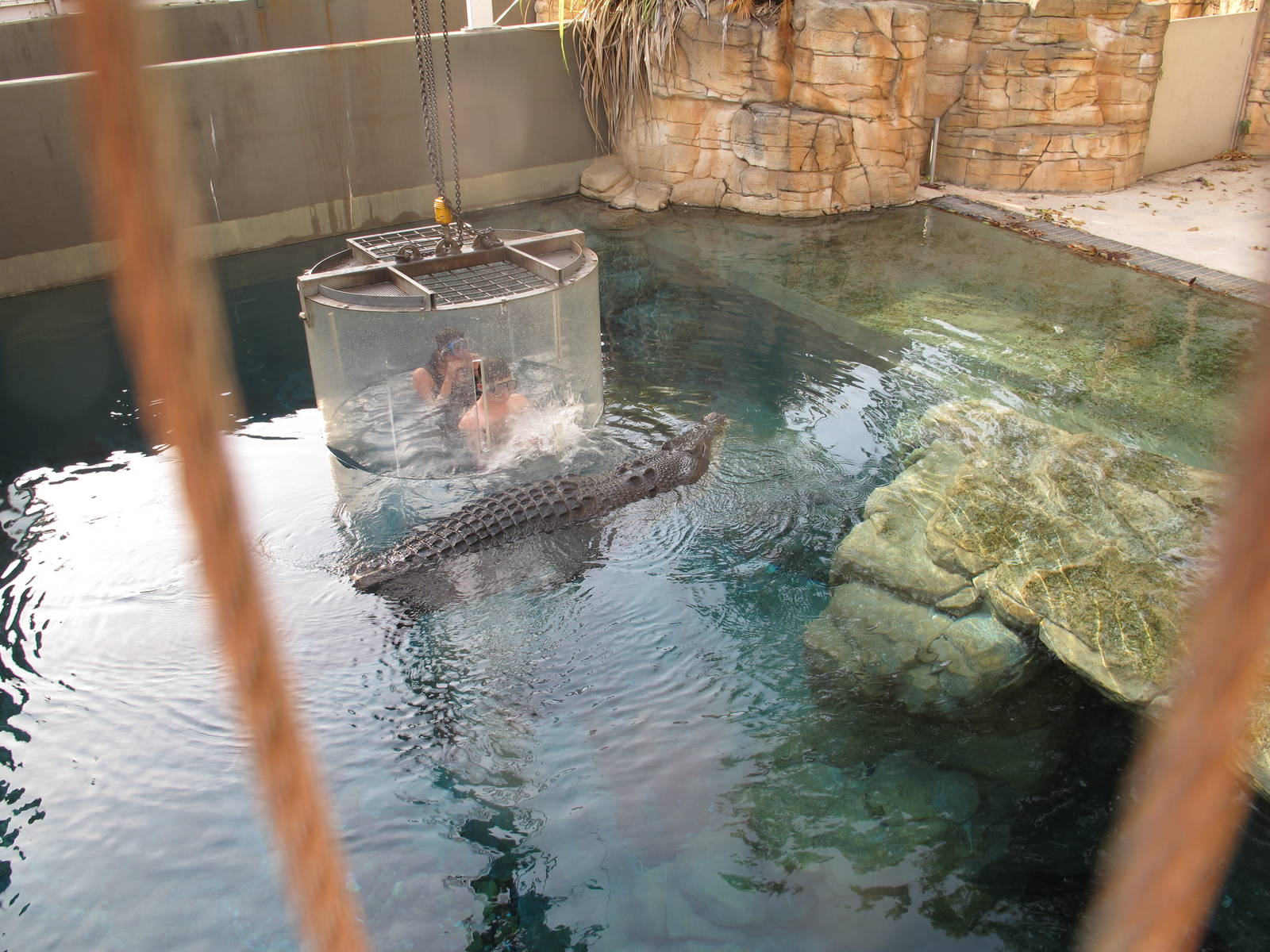 Cage of Death - Crocosaurus Cove