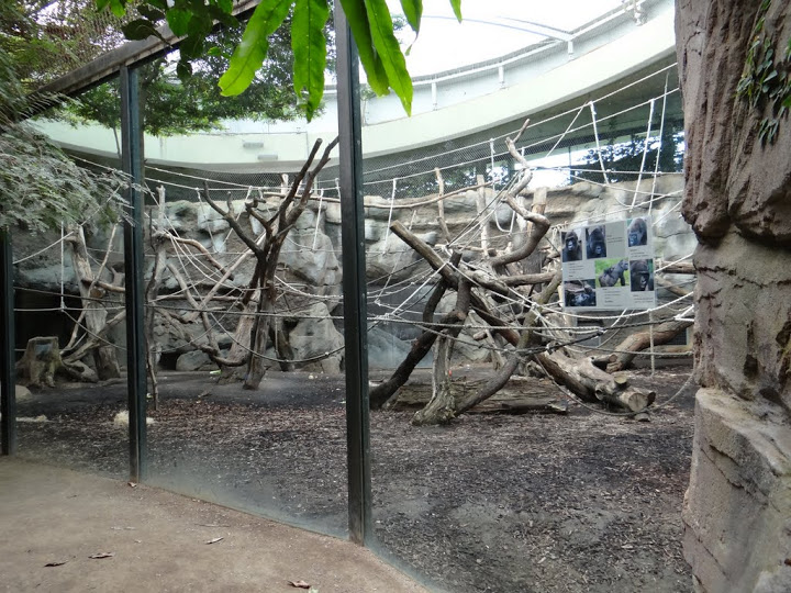 Cage of Gorilla gorilla