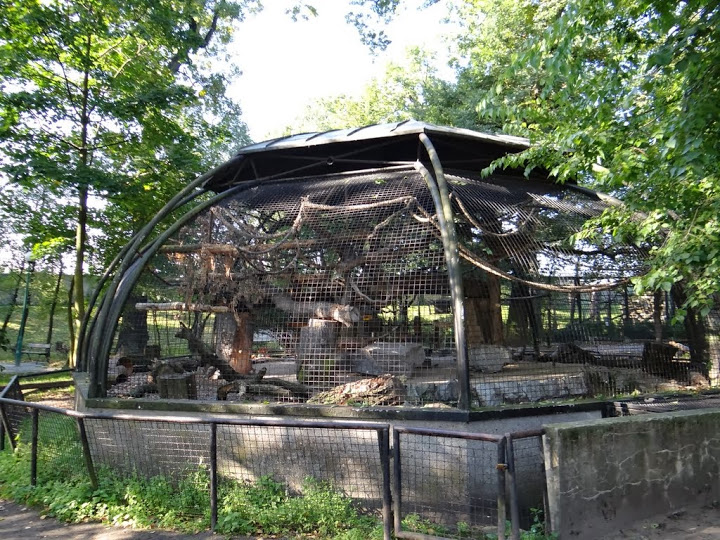 Cage of Nestor notabilis