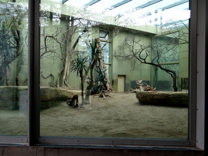 Cage of Panthera leo persica