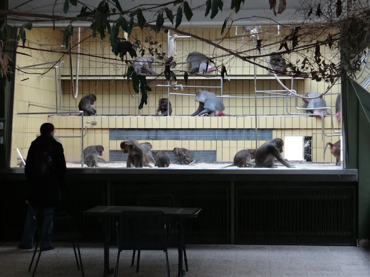 Cage of Papio hamadryas