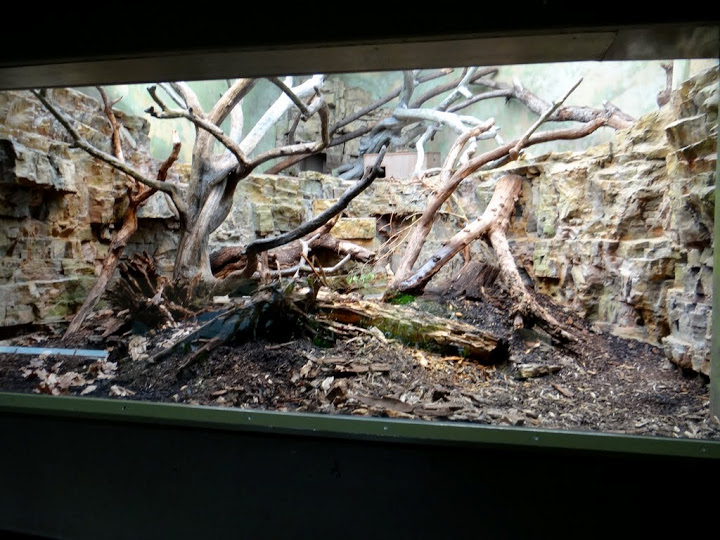 Cage of Tamandua tetradactyla