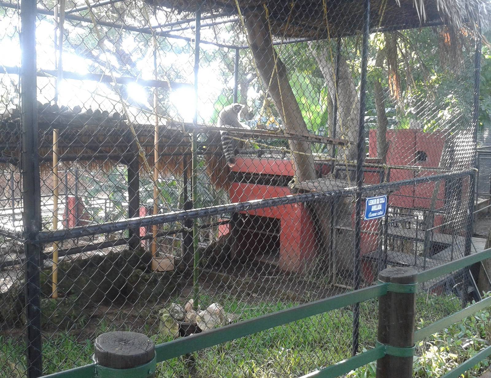 Cage Ring-tailed lemur