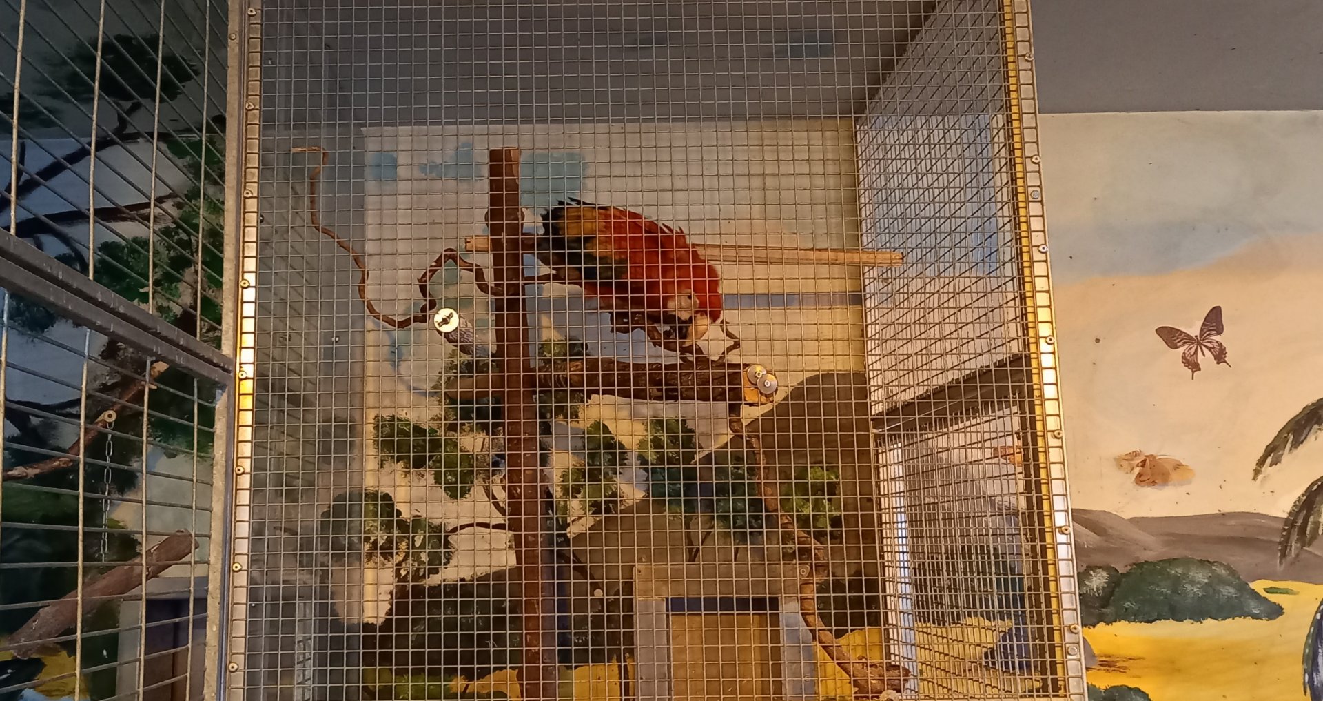 Cage Scarlet macaw