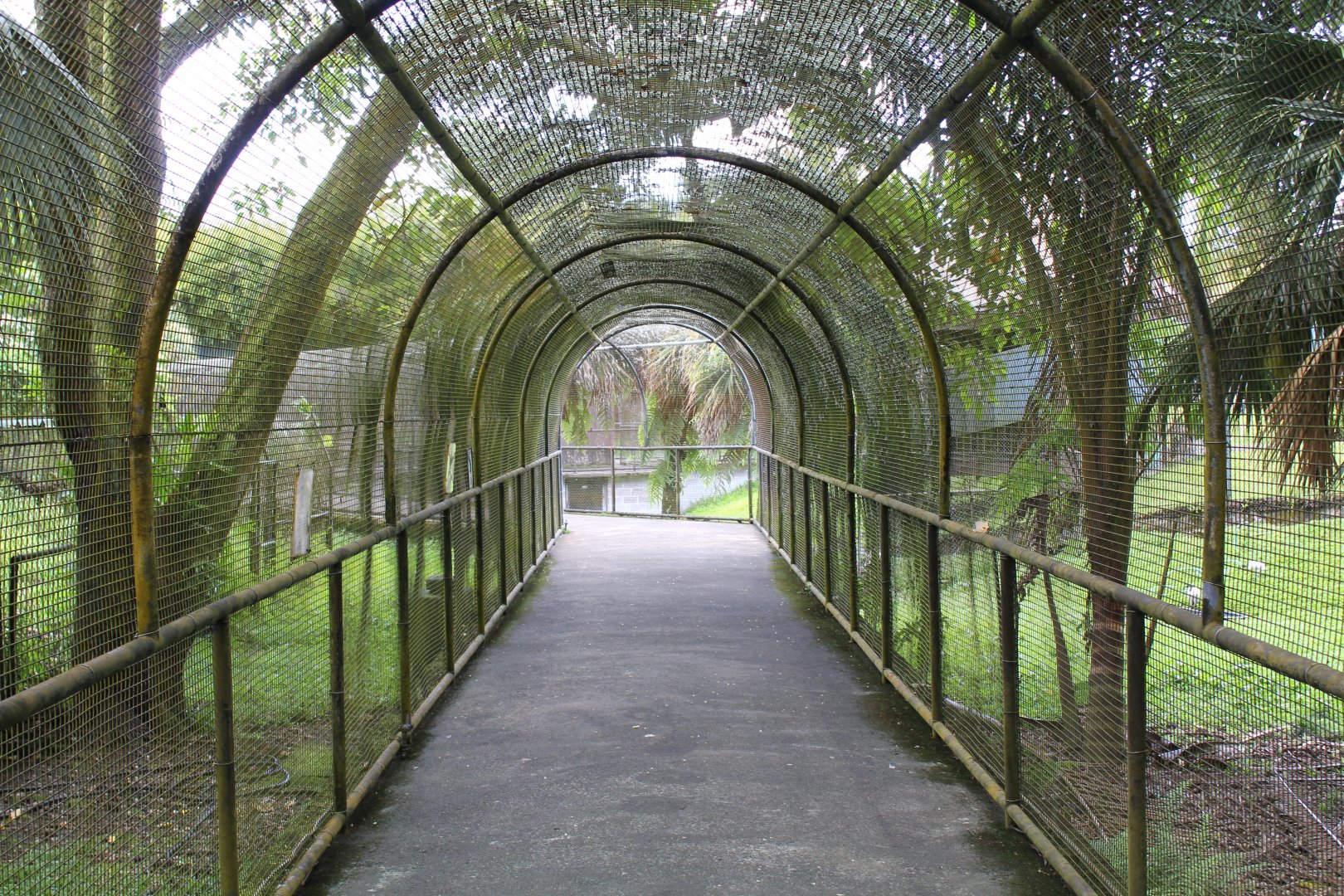 Cage Tunnel for Ibis/Anteater/Waterfowl Exhibit