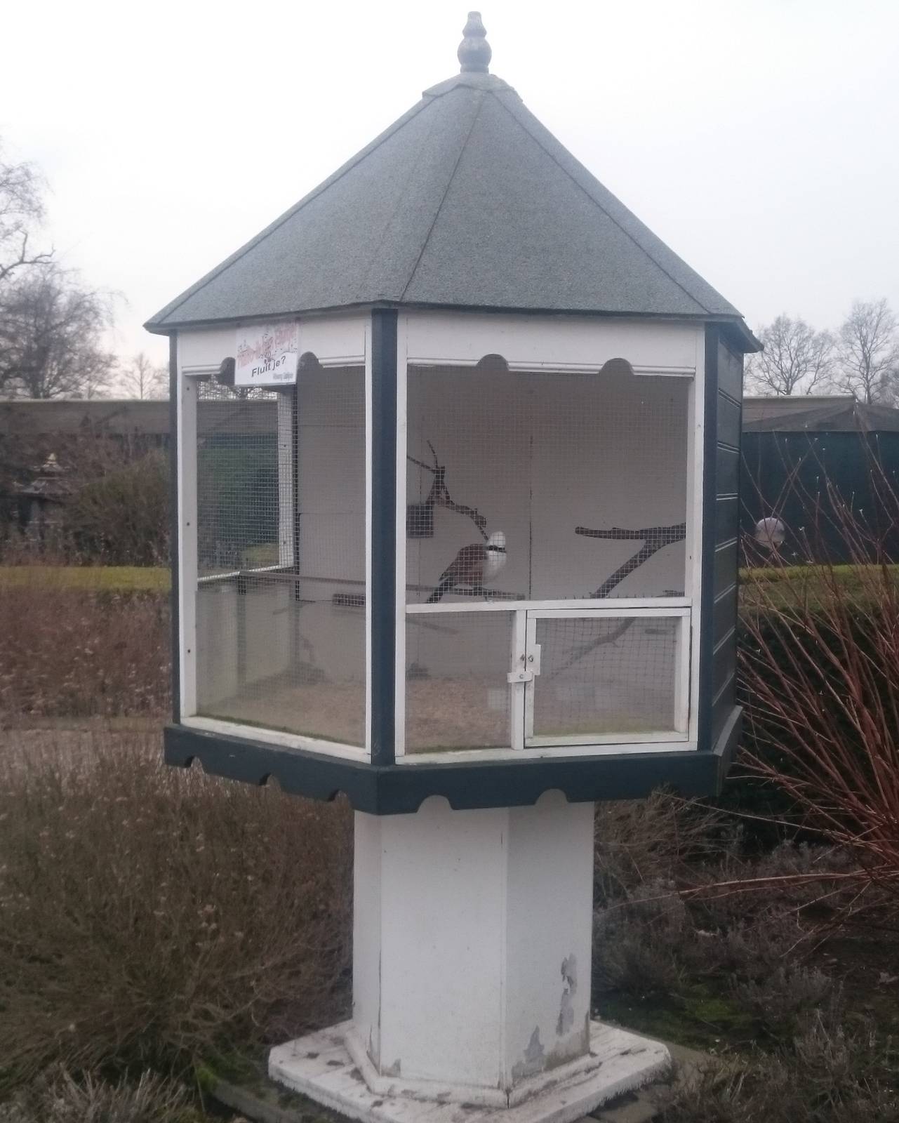 Cage White-crested laughing thrush