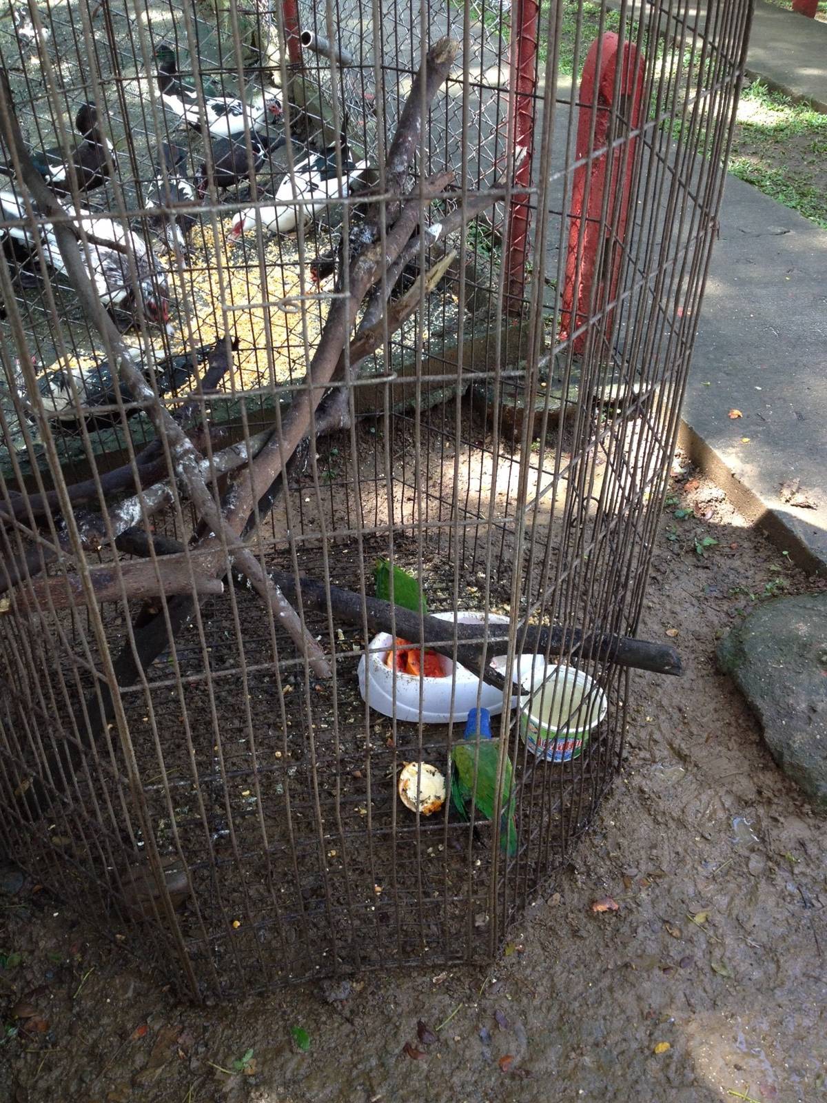 Caged blue headed parrots