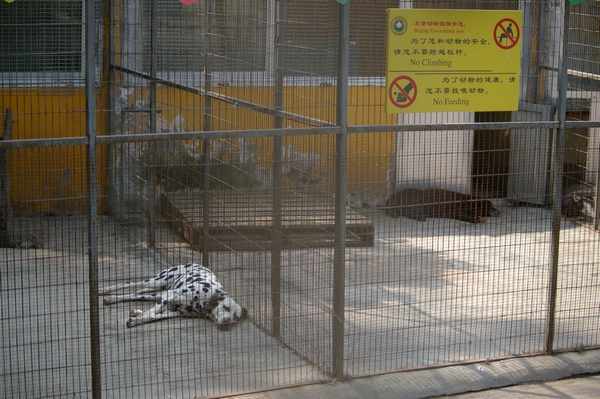 Caged Dalmation