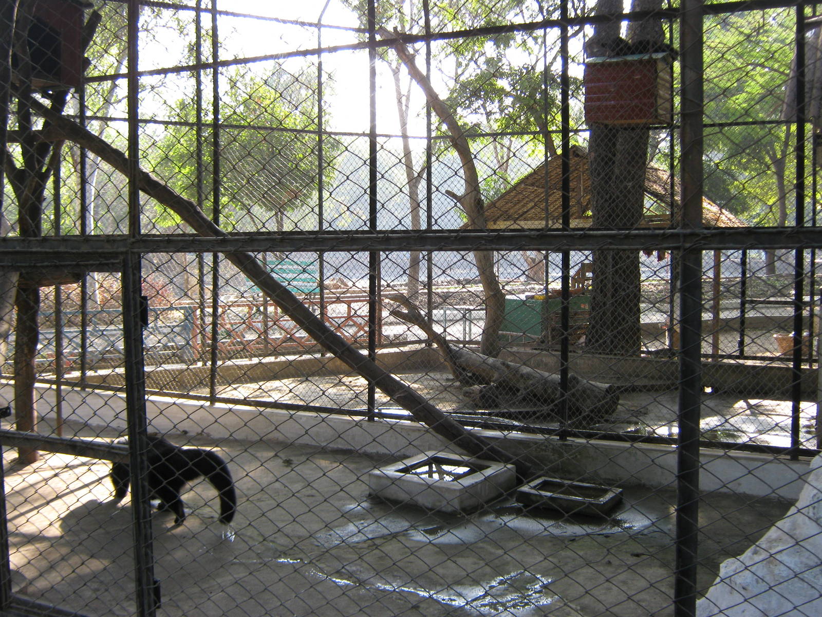 cages for Binturongs (Arctictis binturong)