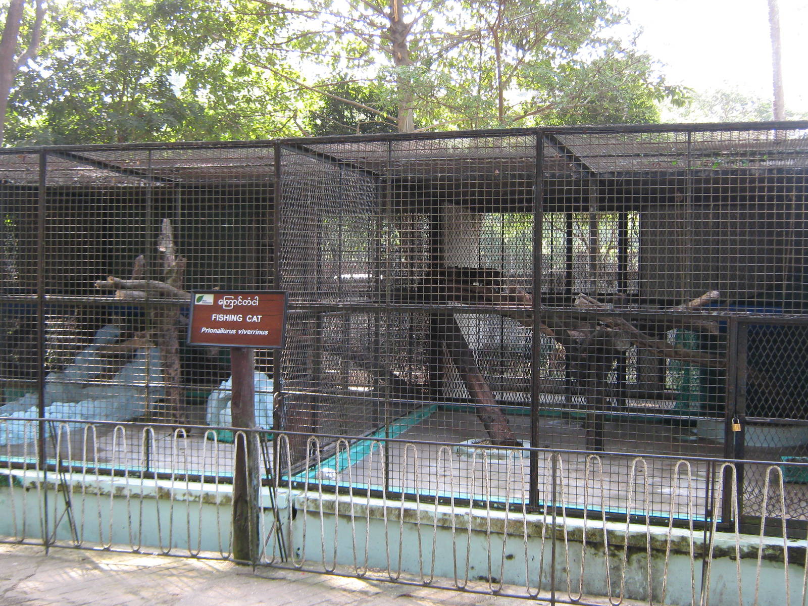 cages for Fishing Cats (Prionailurus viverrinus)