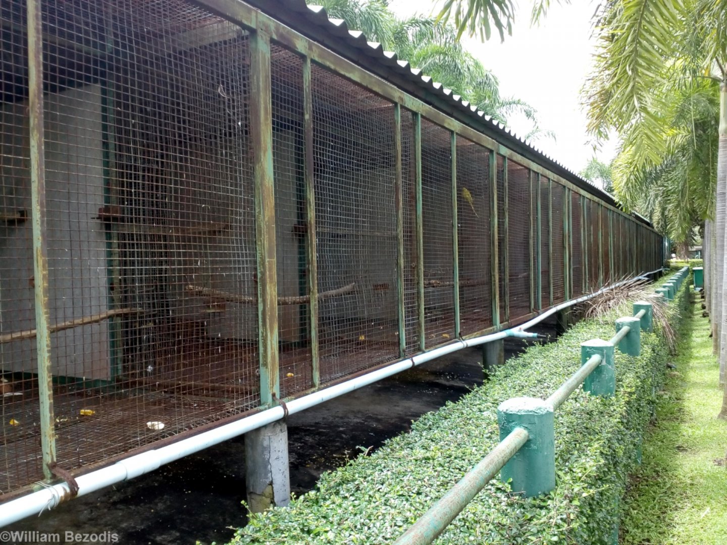 Cages for Pairs of Ring-necked Parrot Mutations
