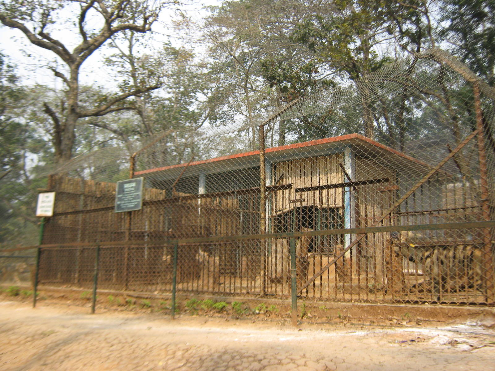 cages for striped hyaena and golden jackal