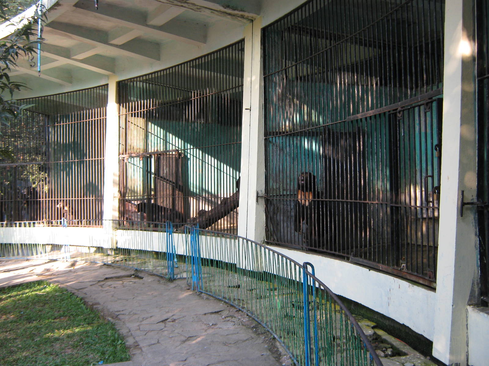 cages for Sun Bears (Helarctos malayanus)