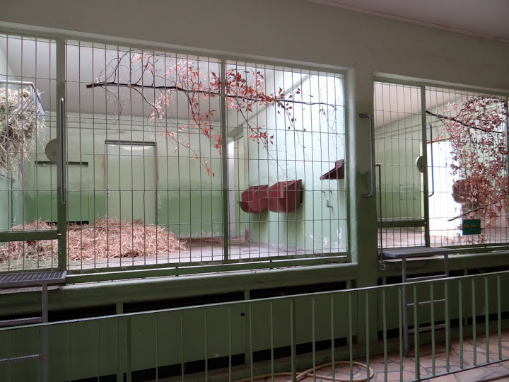 Cages of Okapia johnstoni