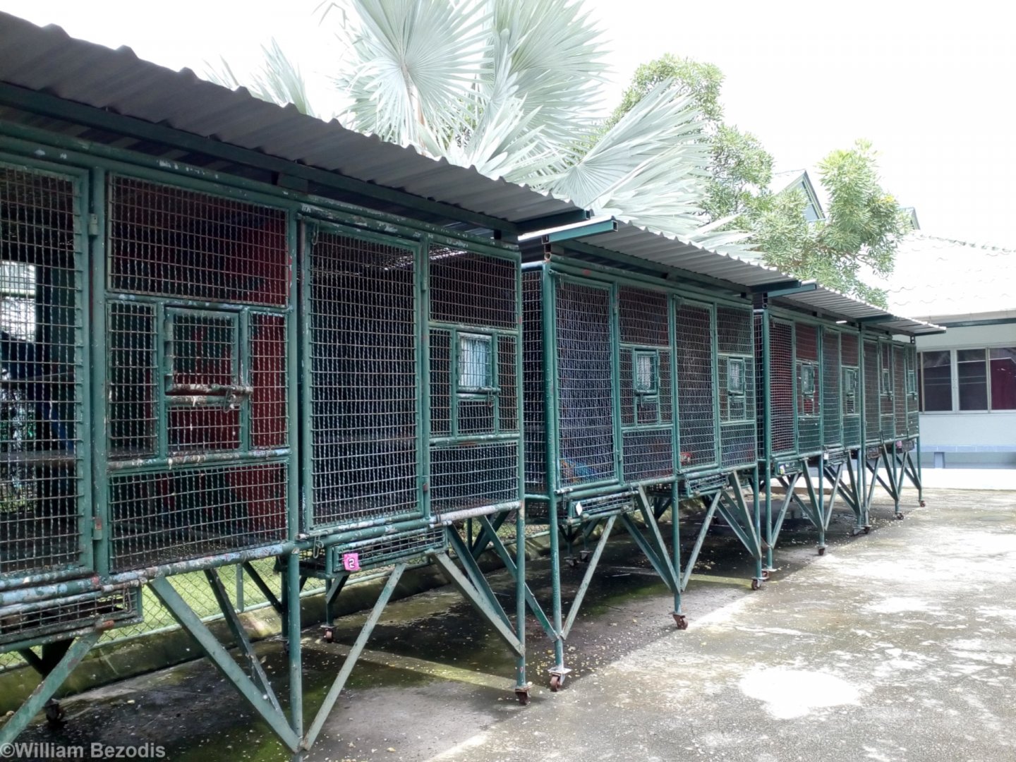Cages with Sick/Injured Macaws