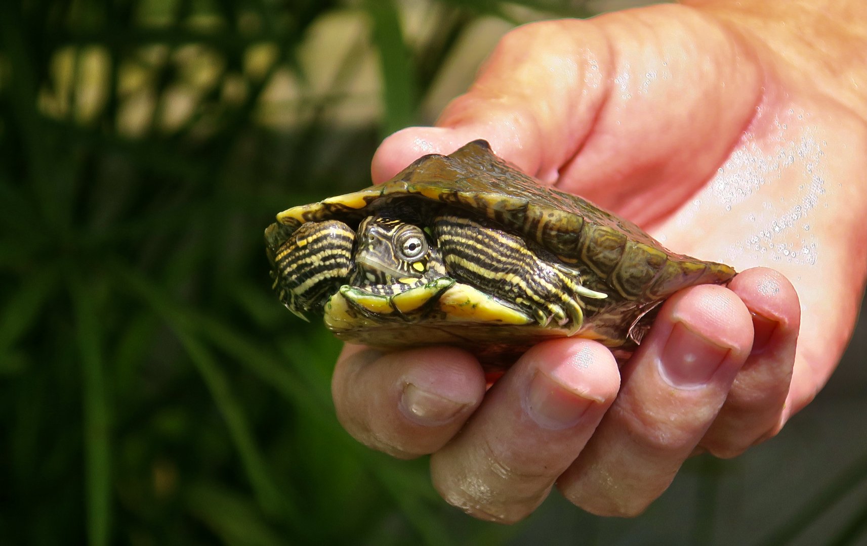 Cagle's Map Turtle (Graptemys caglei)
