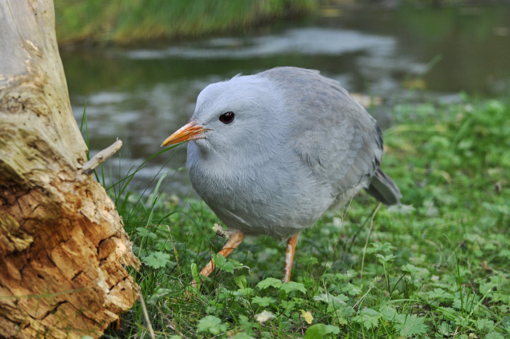Cagou (Rhynochetos jubatus)