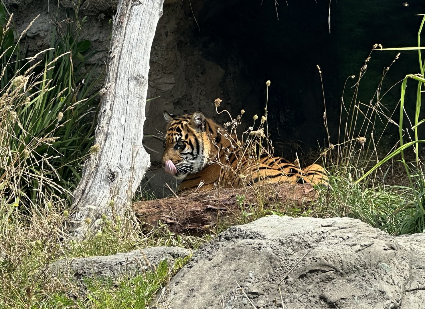 Cahya (13 Month Old Sumatran Tiger Cub)