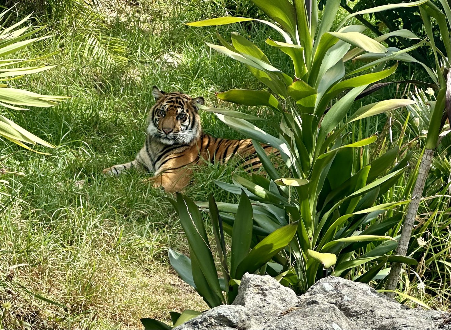 Cahya (13 Month Old Sumatran Tiger Cub)