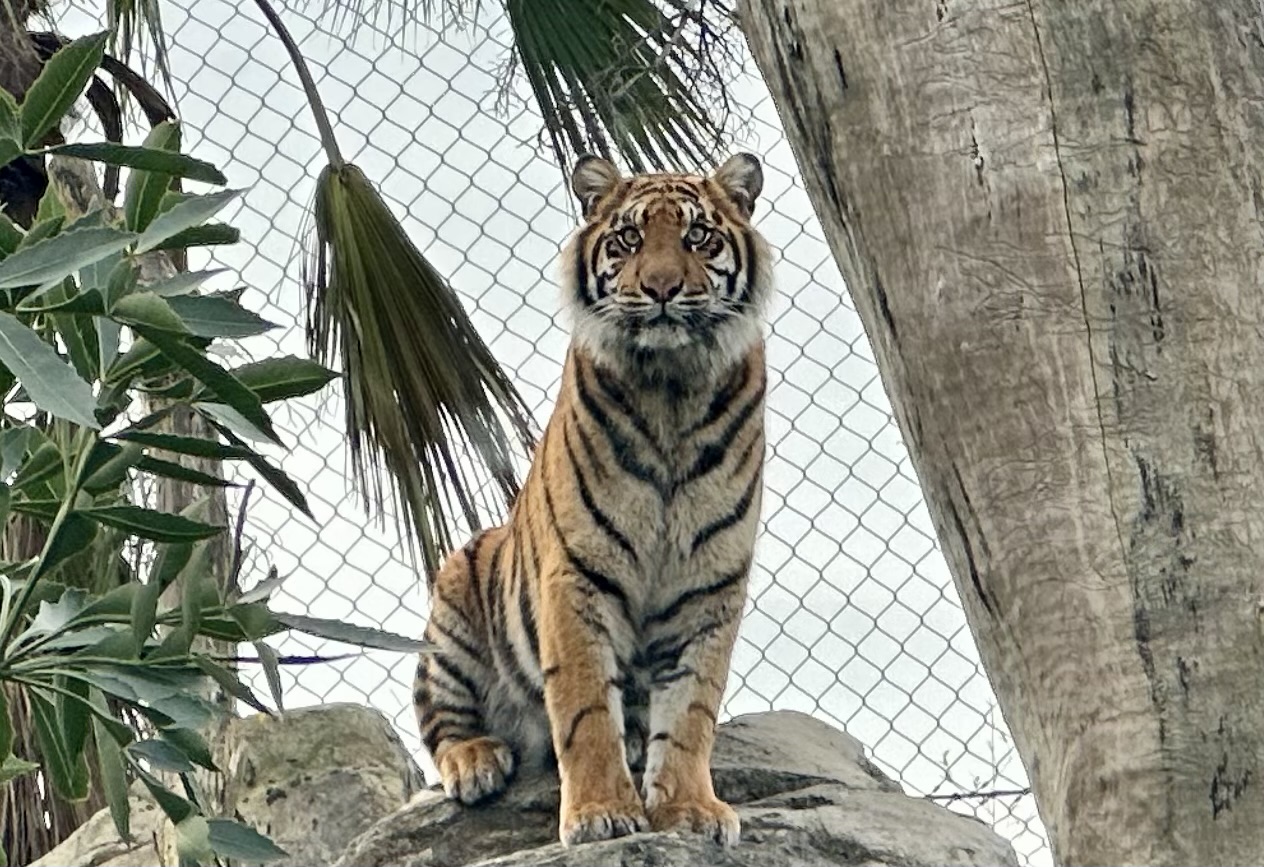 Cahya (18 Months Old)