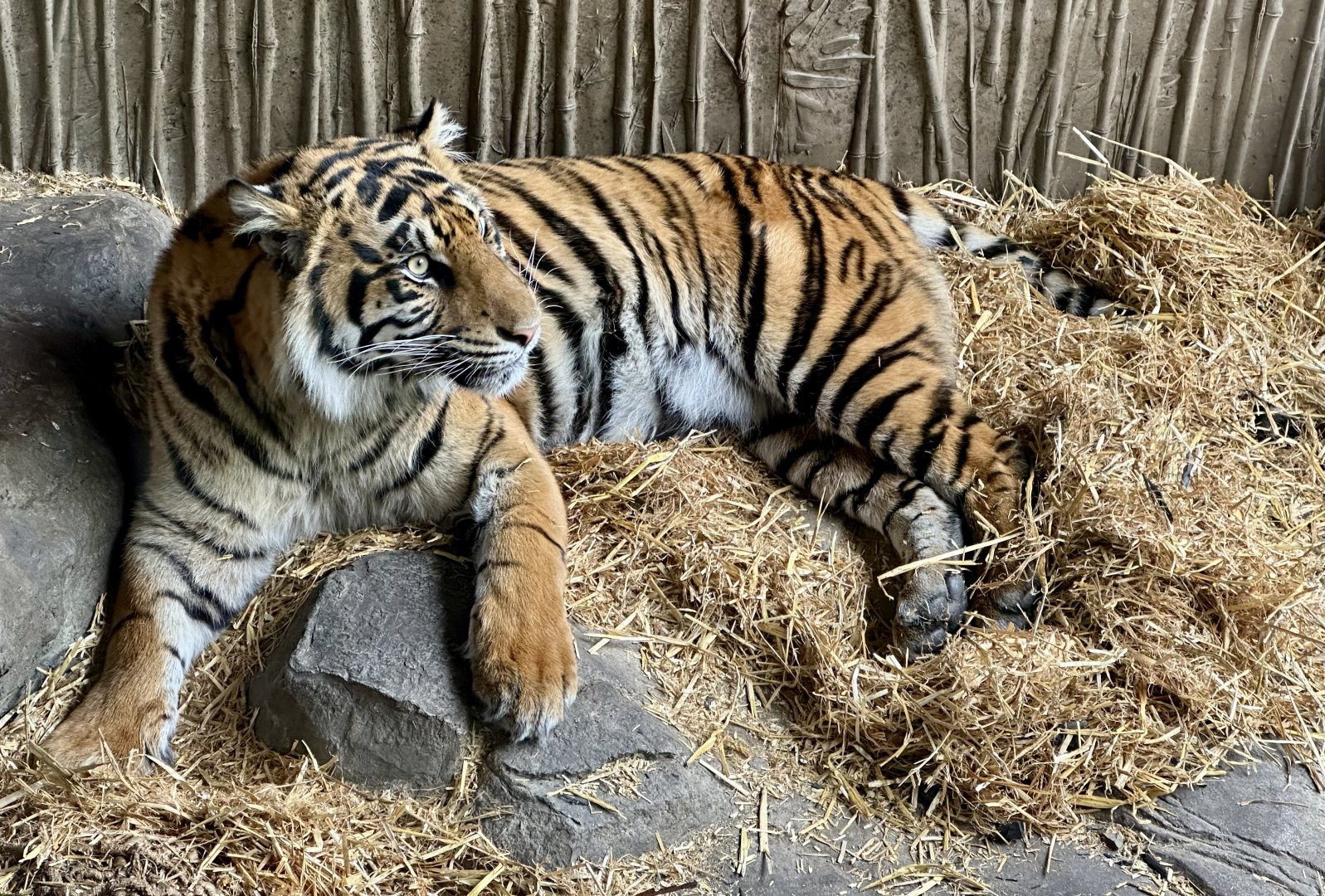 Cahya (19 Months Old)