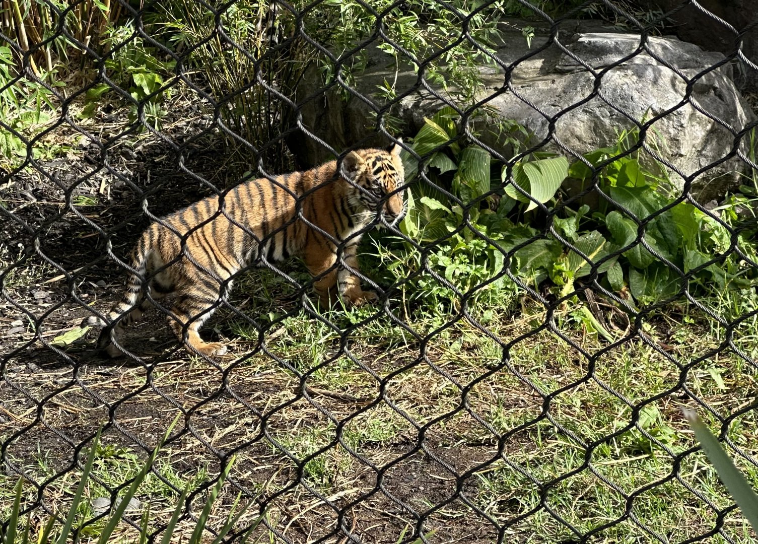 Cahya (3 months old)